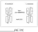 Fig. 42 - ANTIBODIES TARGETING CD3 AND USES THEREOF