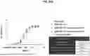 Fig. 41 - ANTI-PD-1 ANTIBODIES AND METHODS OF USE
