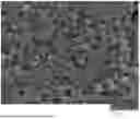 Fig. 01 - FLUORINE-BASED COMPOSITE POLYMER FILM AND PREPARATION METHOD THEREOF