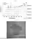 Fig. 02 - XEROGEL TITANIUM OXIDE THIN FILM AND METHOD FOR MANUFACTURING THE SAME
