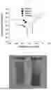 Fig. 06 - XEROGEL TITANIUM OXIDE THIN FILM AND METHOD FOR MANUFACTURING THE SAME