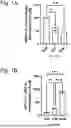 Fig. 02 - ANTISENSE OLIGONUCLEOTIDES FOR TREATING A DISEASE OR CONDITION ASSOCIATED WITH AN ABNORMAL PROCESSING OF APP