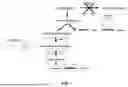 Fig. 02 - MODULATION OF NADPH GENERATION BY RECOMBINANT YEAST HOST CELL DURING FERMENTATION