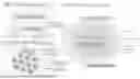 Fig. 02 - COMPOSITIONS AND SYSTMES FOR HERPES SIMPLEX VIRUS PACKAGING AND USES THEREOF