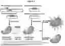 Fig. 02 - METHODS, COMPOSITIONS, AND SYSTEMS FOR DETECTING CORONAVIRUS NEUTRALIZING ANTIBODIES