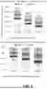 Fig. 08 - Kernel looping to transform consecutive calls to a single kernel from identified pattern matched calls to eliminate synchronization boundaries for peak inference performance in dataflow accelerators for Artificial Intelligence (AI)