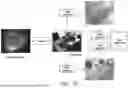 Fig. 22 - ELECTRONIC DEVICE CAPABLE OF VISION RECOGNITION AND OPERATING METHOD THEREOF