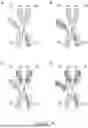 Fig. 45 - DIMERIC FUSION PROTEINS