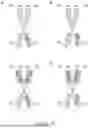 Fig. 47 - DIMERIC FUSION PROTEINS