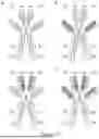 Fig. 48 - DIMERIC FUSION PROTEINS