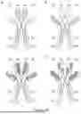 Fig. 49 - DIMERIC FUSION PROTEINS
