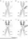 Fig. 50 - DIMERIC FUSION PROTEINS