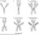 Fig. 52 - DIMERIC FUSION PROTEINS