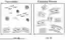 Fig. 12 - TWO-DIMENSIONAL INSULATOR BASED PRINTABLE ION-CONDUCTIVE AND VISCOSITY-TUNABLE INKS, FABRICATING METHODS AND APPLICATIONS OF SAME