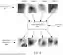 Fig. 07 - PHOTOMETRIC IMAGE ENHANCEMENT FOR ENDOSCOPY