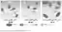 Fig. 06 - AN ELECTROCHEMICAL CELL ELECTROLYTE, AND CELLS THEREOF