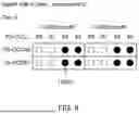 Fig. 09 - TERMINAL, RADIO COMMUNICATION METHOD, AND BASE STATION