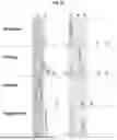 Fig. 06 - COMPOSITION FOR CONTROLLING PLANT VIRUSES CONTAINING LEVAN AS AN EFFECTIVE INGREDIENT AND METHOD FOR CONTROLLING PLANT VIRUSES USING THE SAME