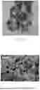Fig. 07 - NON-ENZYMATIC GLUCOSE-SENSING DEVICE WITH NANOPOROUS STRUCTURE AND CONDITIONING OF THE NANOPOROUS STRUCTURE