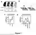 Fig. 02 - METHODS OF REDUCING ALPHA-SYNUCLEIN AGGREGATES IN THE BRAIN WITH L-TYROSINE