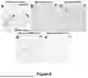 Fig. 09 - METHODS OF REDUCING ALPHA-SYNUCLEIN AGGREGATES IN THE BRAIN WITH L-TYROSINE