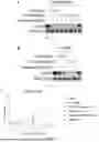 Fig. 09 - METHOD OF ENHANCING THE EFFICACY OF A TARGETED PROTEIN DEGRADER AND ITS DERIVATIVE THERAPEUTICS