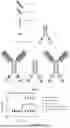 Fig. 02 - FUSION PROTEIN CONSTRUCT TAKING INTERLEUKIN 15 AS ACTIVE INGREDIENT AND USE THEREOF