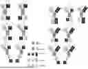 Fig. 01 - MULTICHAIN MULTITARGETING BISPECIFIC ANTIGEN-BINDING MOLECULES OF INCREASED SELECTIVITY