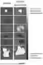 Fig. 49 - COMPOSITIONS AND METHODS FOR TREATING CANCERS