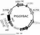 Fig. 02 - INDUCED PROTEINOPATHY MODELS