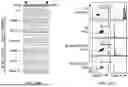Fig. 41 - Devices And Methods For Mitochondria Replacement And For Generating Cellular Therapeutics