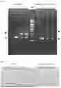Fig. 08 - PRIMER SET, KIT FOR DETERMINING ONSET AND/OR ONSET RISK OF SPINAL MUSCULAR ATROPHY, AND METHOD FOR DETERMINING ONSET AND/OR ONSET RISK OF SPINAL MUSCULAR ATROPHY