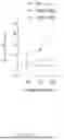 Fig. 40 - YaxAB NANOPORE, NANOPORE SYSTEM COMPRISING SAME AND APPLICATIONS THEREOF