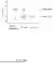 Fig. 64 - YaxAB NANOPORE, NANOPORE SYSTEM COMPRISING SAME AND APPLICATIONS THEREOF