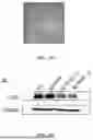 Fig. 19 - METHODS AND KITS FOR PREDICTING CANCER PROGNOSIS AND METASTASIS