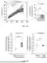 Fig. 32 - METHODS AND KITS FOR PREDICTING CANCER PROGNOSIS AND METASTASIS