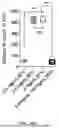 Fig. 43 - METHODS AND KITS FOR PREDICTING CANCER PROGNOSIS AND METASTASIS