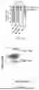 Fig. 53 - METHODS AND KITS FOR PREDICTING CANCER PROGNOSIS AND METASTASIS