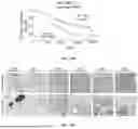 Fig. 56 - METHODS AND KITS FOR PREDICTING CANCER PROGNOSIS AND METASTASIS