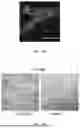 Fig. 59 - METHODS AND KITS FOR PREDICTING CANCER PROGNOSIS AND METASTASIS