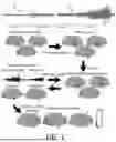 Fig. 02 - SYSTEMS AND METHODS FOR BRAIN SOURCE LOCALIZATION