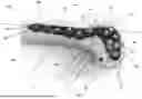 Fig. 02 - Fixation Plate And Method Of Stabilizing Fractured Bone