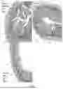 Fig. 23 - METHODS FOR TREATMENT OR PREVENTION OF DAMAGE RESULTING FROM RADIATION, TRAUMA OR SHOCK