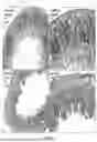Fig. 26 - METHODS FOR TREATMENT OR PREVENTION OF DAMAGE RESULTING FROM RADIATION, TRAUMA OR SHOCK