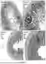 Fig. 28 - METHODS FOR TREATMENT OR PREVENTION OF DAMAGE RESULTING FROM RADIATION, TRAUMA OR SHOCK