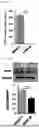 Fig. 08 - COMPOSITION FOR PROMOTING DIFFERENTIATION OF STEM CELLS