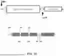 Fig. 02 - COMPOSITIONS AND METHODS FOR PREVENTING, AMELIORATING, OR TREATING SICKLE CELL DISEASE AND COMPOSITIONS AND METHODS FOR DISRUPTING GENES AND GENE SEGMENTS