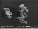 Fig. 01 - CRYSTALLINE FORMS OF 4-(7-HYDROXY-2-ISOPROPYL-4-OXO-4H-QUINAZOLIN-3-YL)-BENZONITRILE AND FORMULATIONS THEREOF