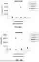 Fig. 17 - ANTI-THYMOCYTE GLOBULIN COMPOSITIONS AND METHODS