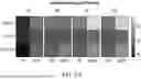 Fig. 33 - ANTI-THYMOCYTE GLOBULIN COMPOSITIONS AND METHODS